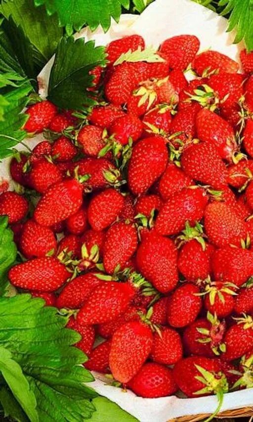 Клубни Земляника и клубника Green Sad купить по выгодной цене в интернет-магазин