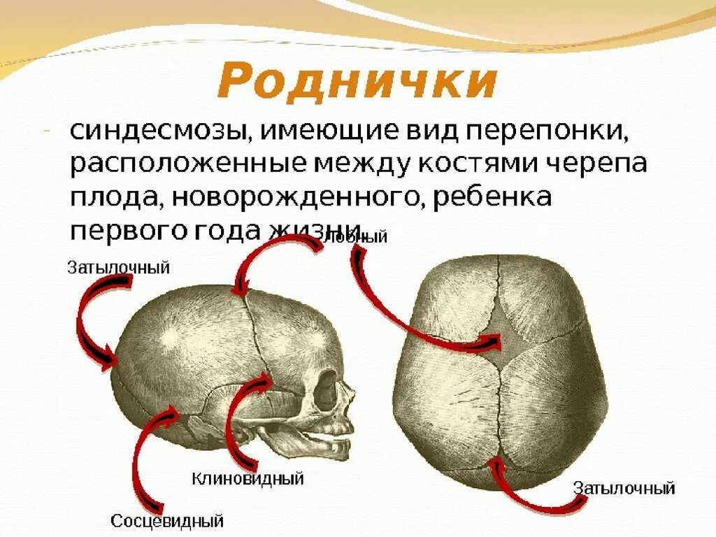 Шов теменных костей. Соединение костям черепа роднички. Соединения костей черепа анатомия швы. Соединения костей черепа швы роднички. Соединения костей черепа синдесмозы роднички.