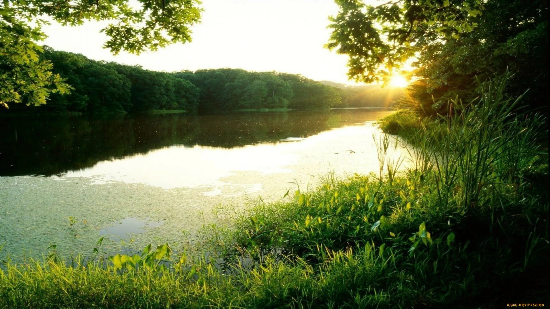 Лето река фото. Летняя природа. Природа речка. Летом у реки. Лето природа озеро.