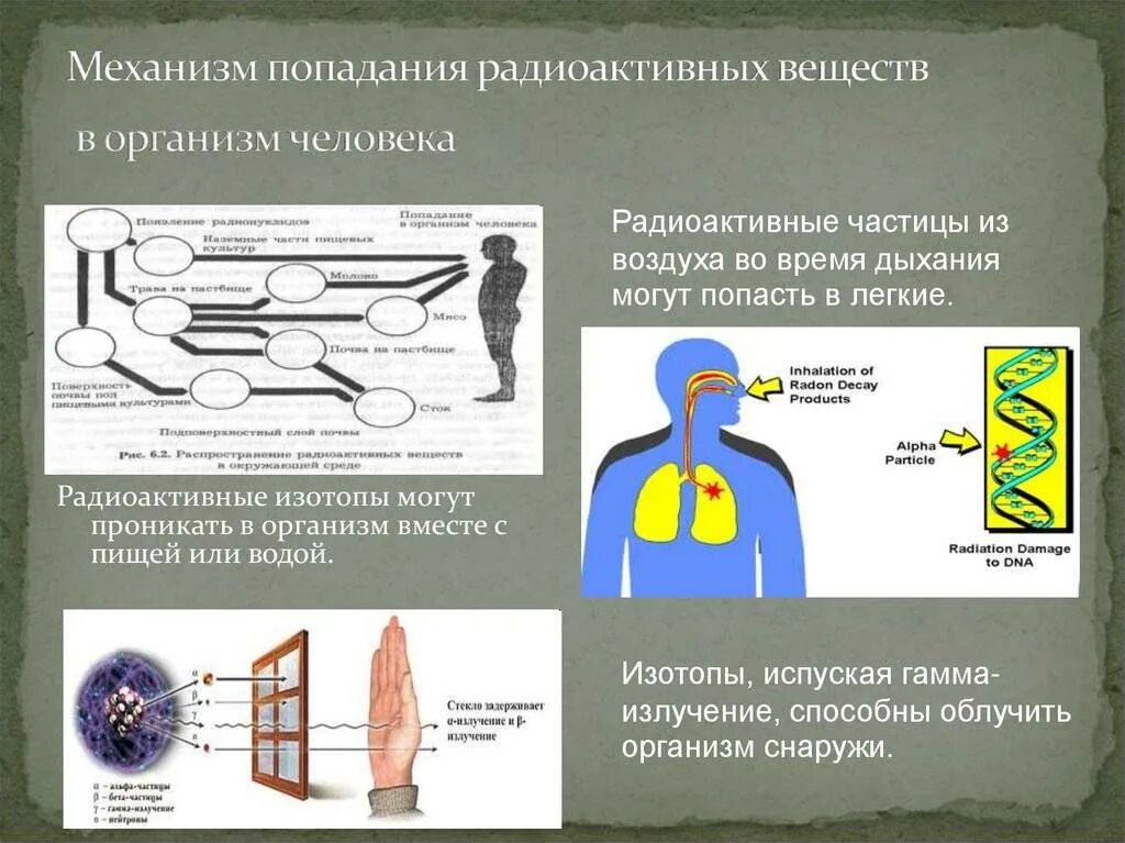 Какие радиоактивные вещества представляют наибольшую опасность. Механизм попадания радиоактивных веществ в организм человека. влияние радиоактивных веществ. воздействие ионизирующего излучения на вещество.. радиоактивные вещества в организме человека.