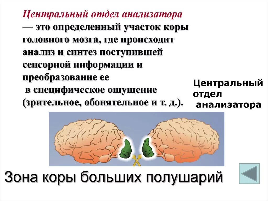 Зрительный анализатор зона коры больших полушарий. Функция центрального отдела анализатора. Зрительная зона коры головного мозга. Центральные отделы анализаторов у человека. Зона коры больших полушарий обонятельного анализатора