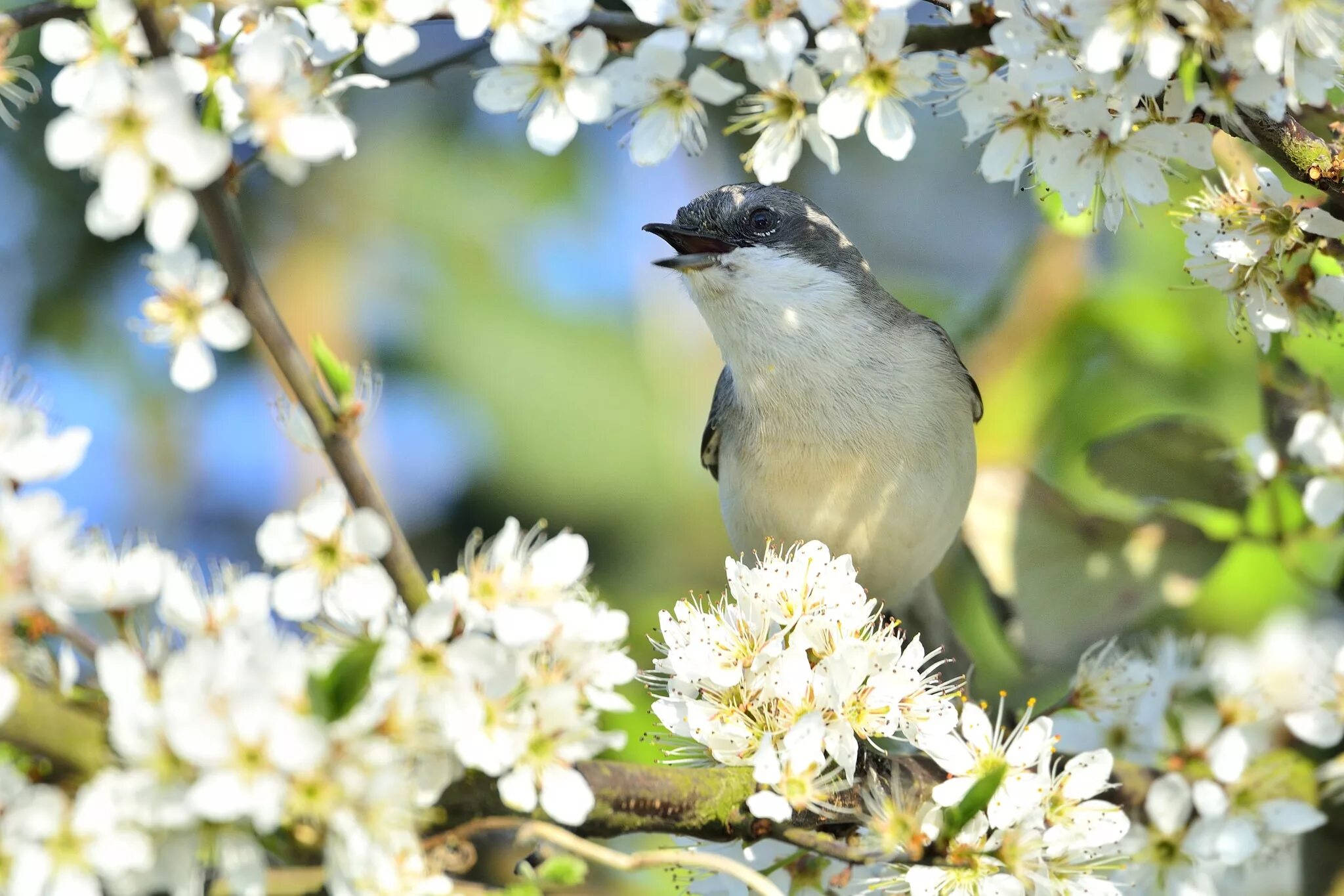 May birds. Птица в цветущем саду. Птицы весной.