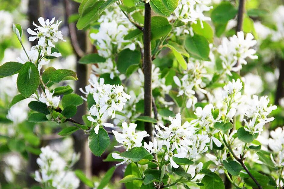 Ирга белая. Ирга ольхолистная amelanchier alnifolia. Ирга белая. Ирга колосистая цветение. Ирга ламарка.