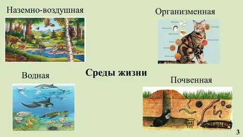 Среды жизни простейших
