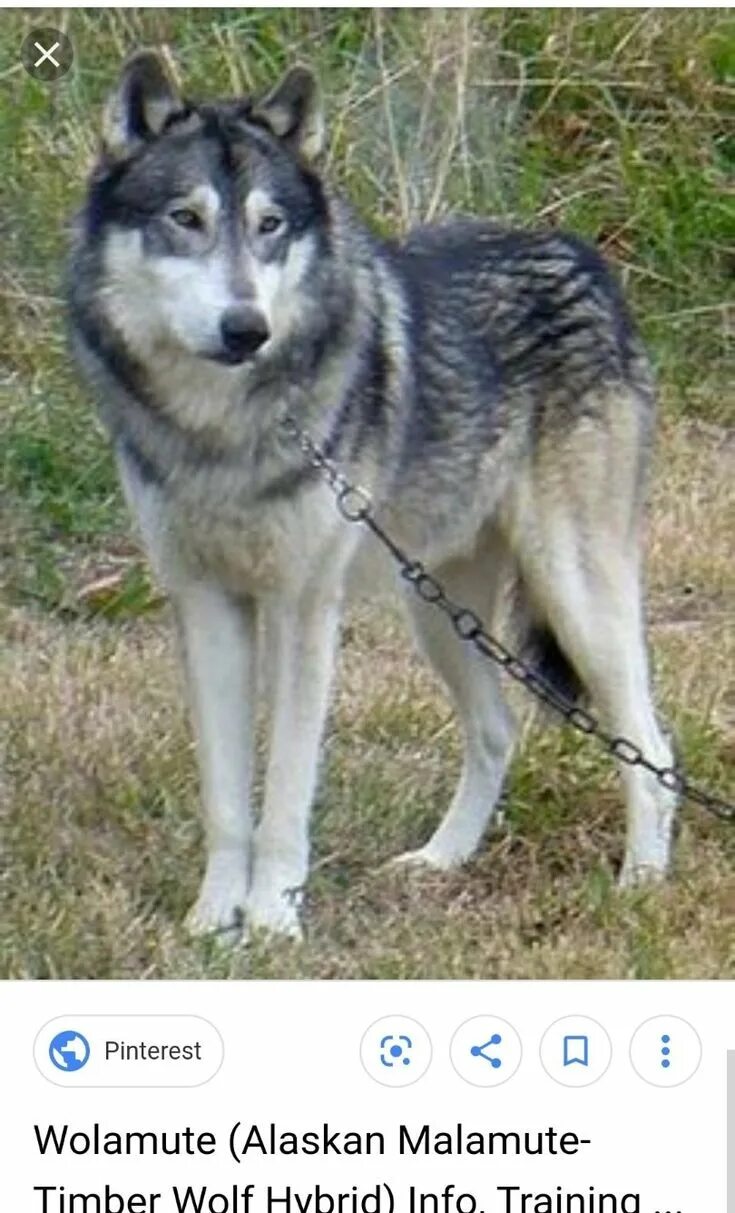 images search results - wolf husky hybrid Wolf hybrid, Wolf hybrid dogs, Wolf hu