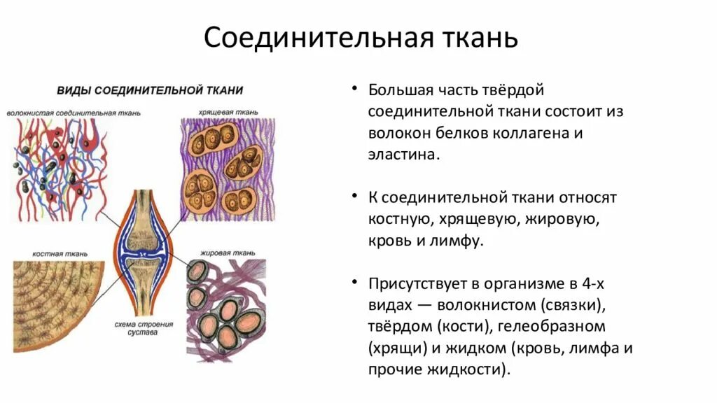 Клетки соединительной ткани содержат
