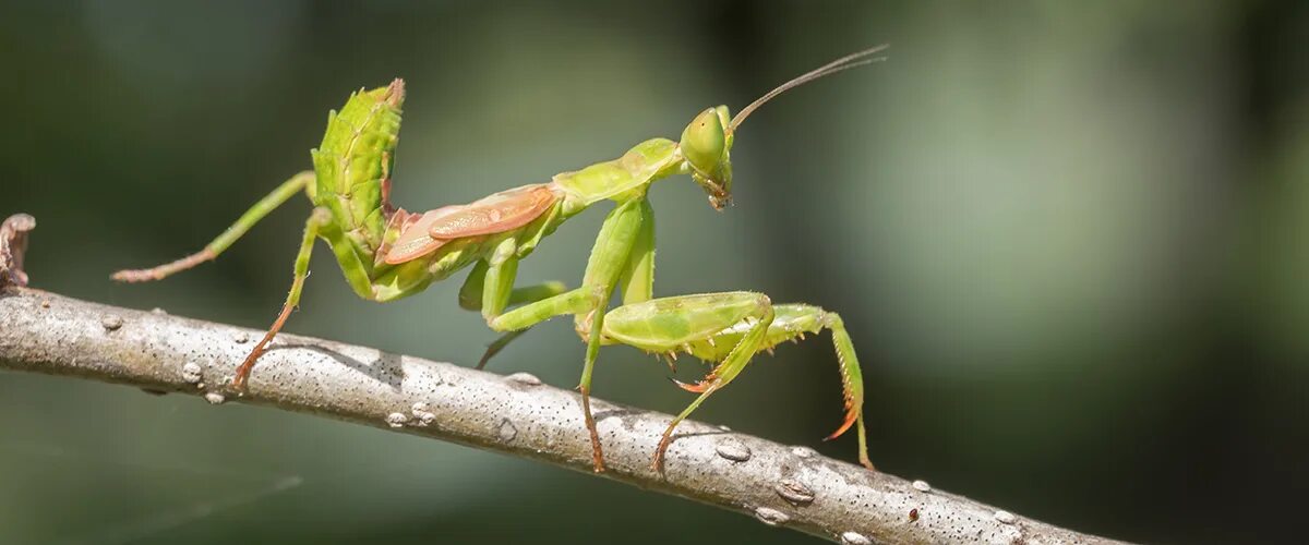 Кокон богомола. Богомол Дальневосточный Statilia maculata. Гнездо богомола. Богомол приметы.