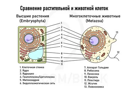 Сравнение строения клеток растений