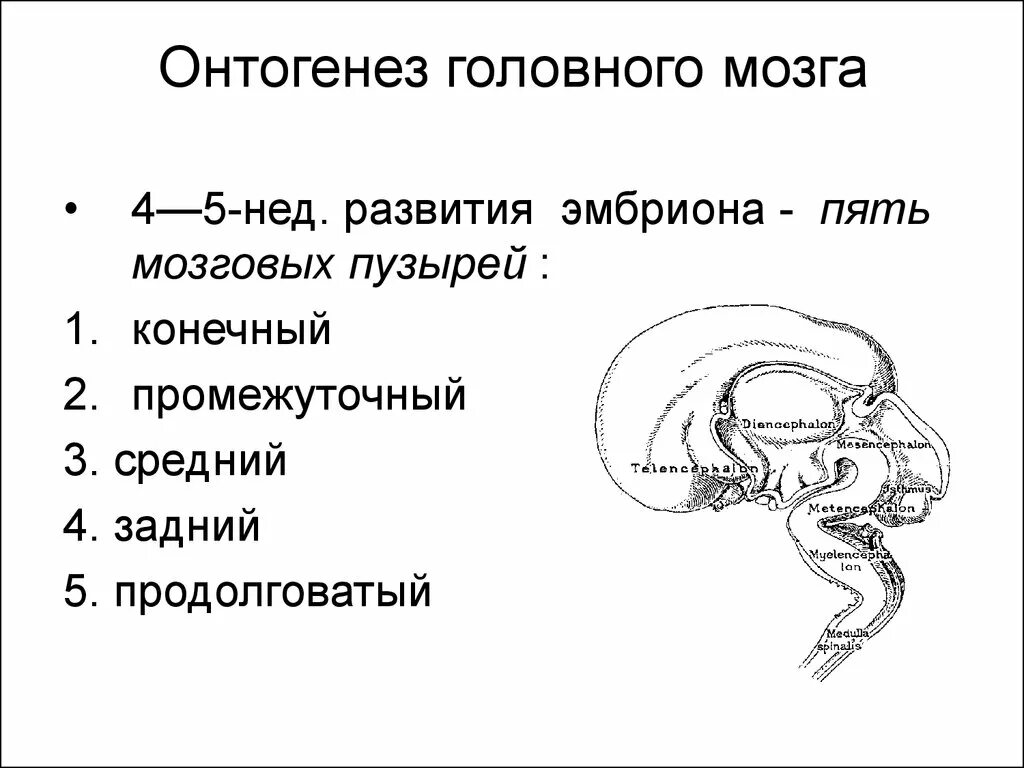 Схема развития головного мозга в онтогенезе. Этапы развития головного мозга в онтогенезе. Эмбриональное развитие ЦНС. Стадии развития головного мозга человека анатомия.