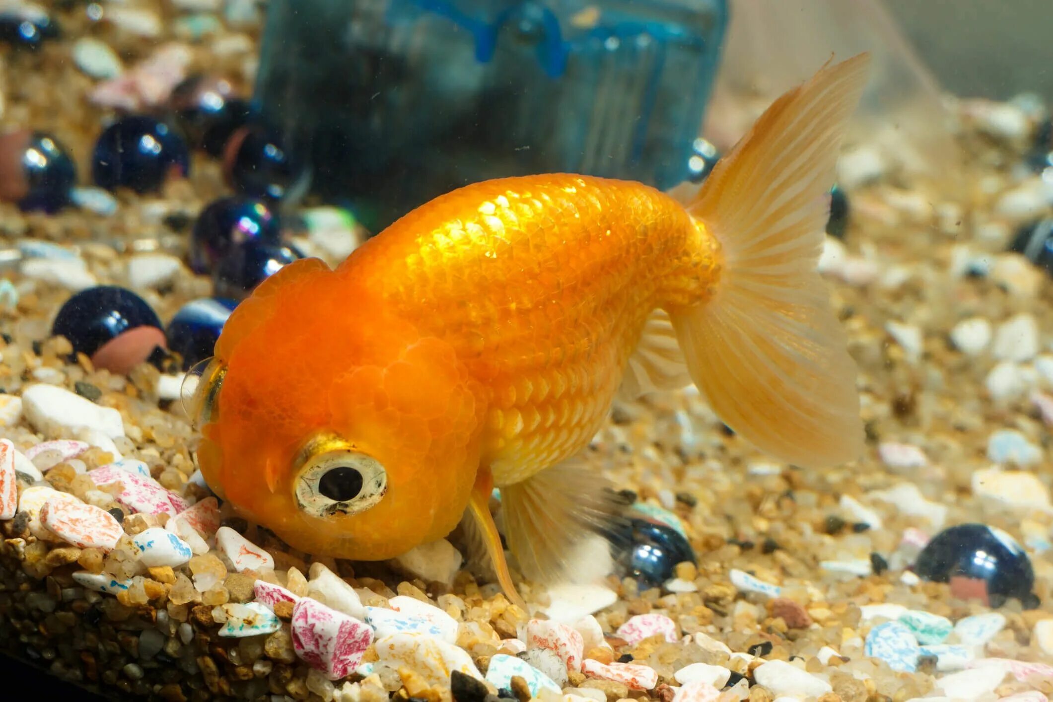 Pets fish. Вуалехвост Жемчужинка. Вуалехвост рыбка. Карп кои вуалехвост. Вуалехвост золотой.