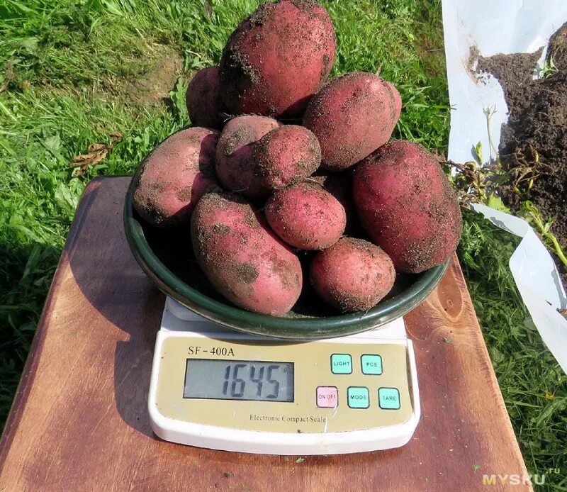 10 килограмм картошки. Килограмм картошки. Картофель, 1 кг. 1 Кг картошки. Картофель кг.