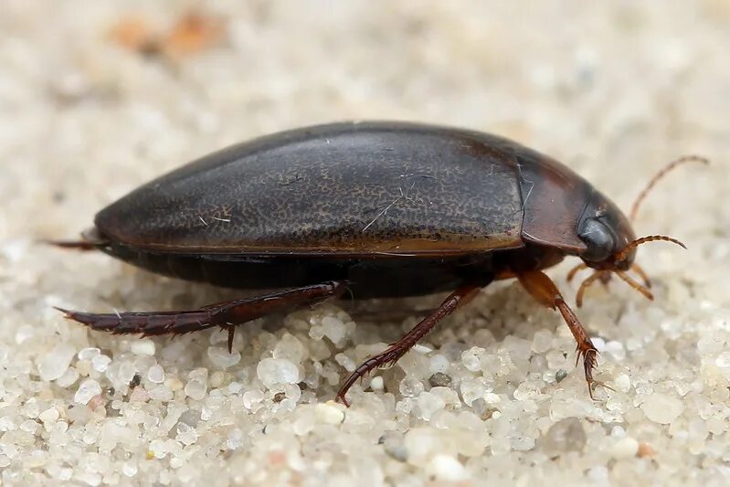 Большой жук в подмосковье. Подмосковный черный жук. Жужелицы (coleoptera, carabidae). Carabus hortensis. Большой черный жук подмосковье.