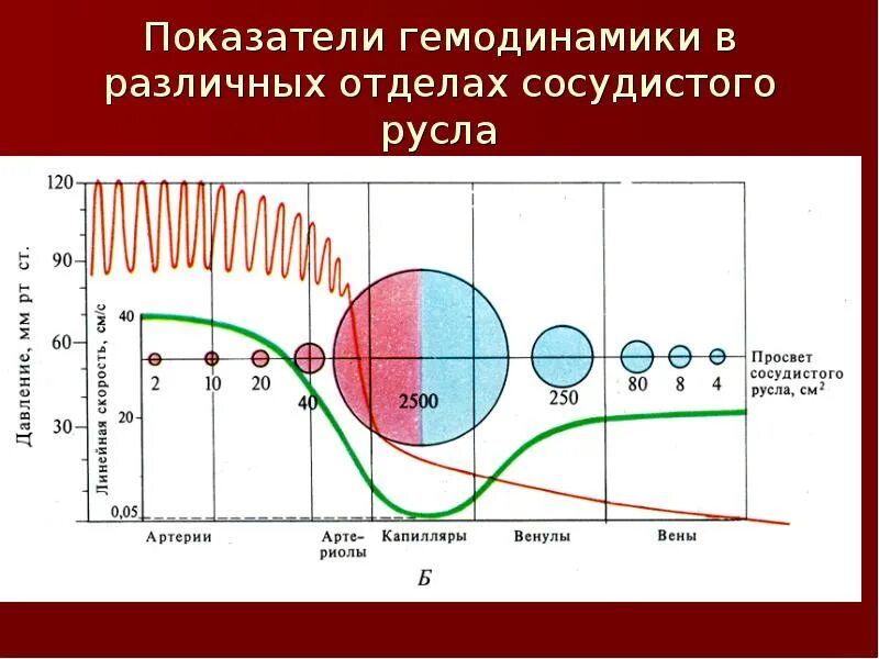 Площадь поперечного сечения аорты