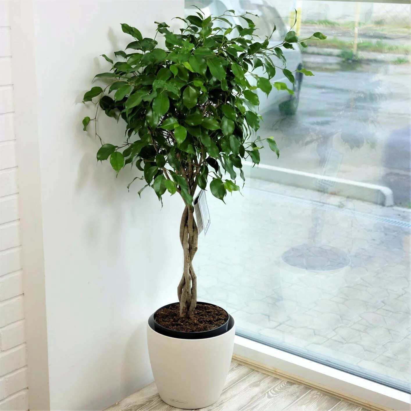 Фикус Бенджамина. Фикус Бенджамина d13. Фи́кус Бенджами́на Ficus benjamina. Берёзка бельжамино фикус Бенджамина.