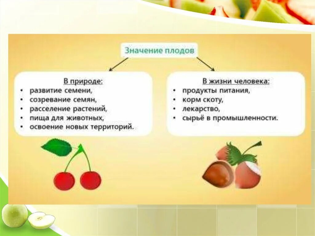 Значение плодовых. Разнообразие плодов и их роль в природе и в жизни человека. Значение плода для растения. Плод разнообразие и значение плодов. Значение семян для животных.