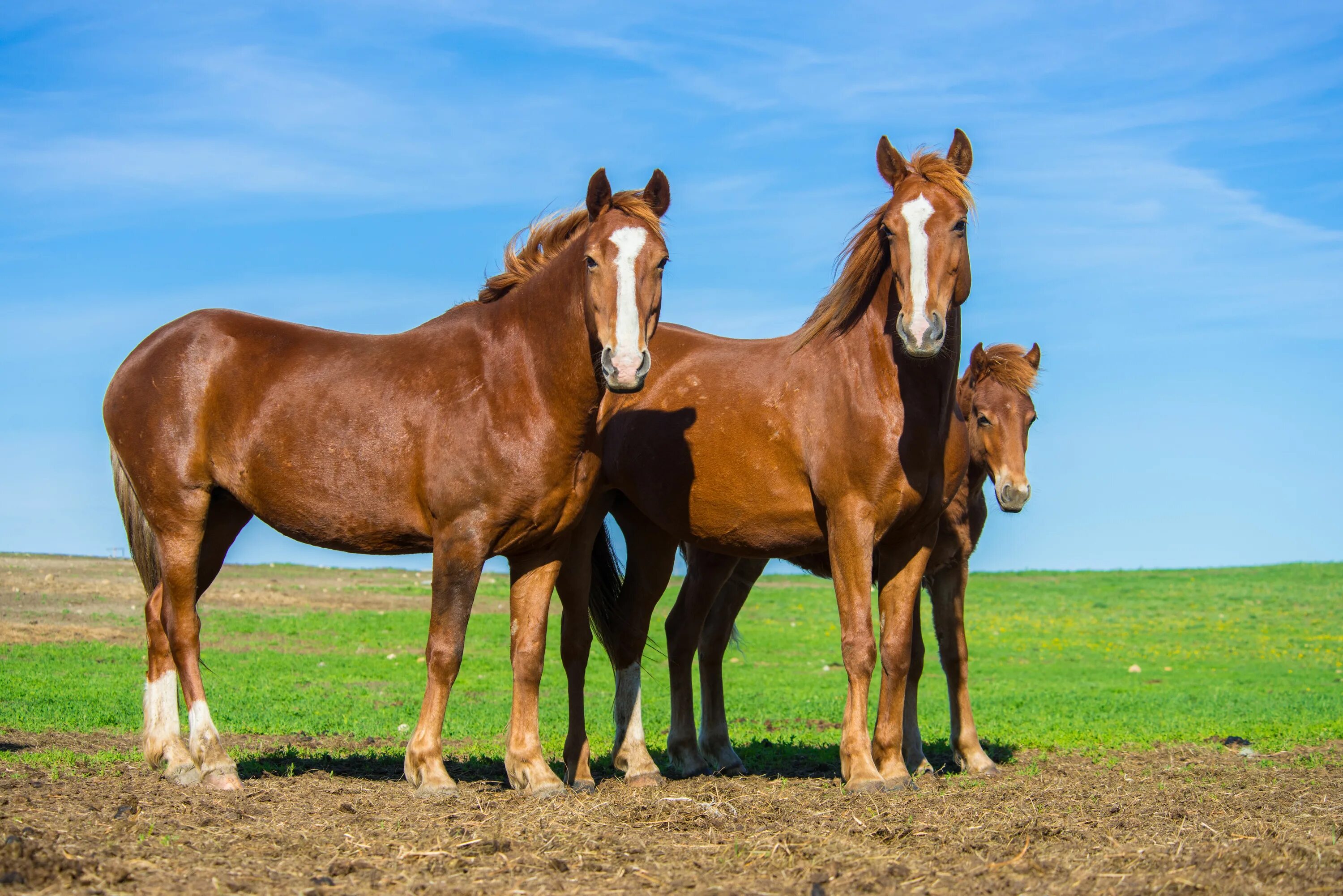 Horse family