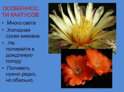 Биологическая роль кактуса