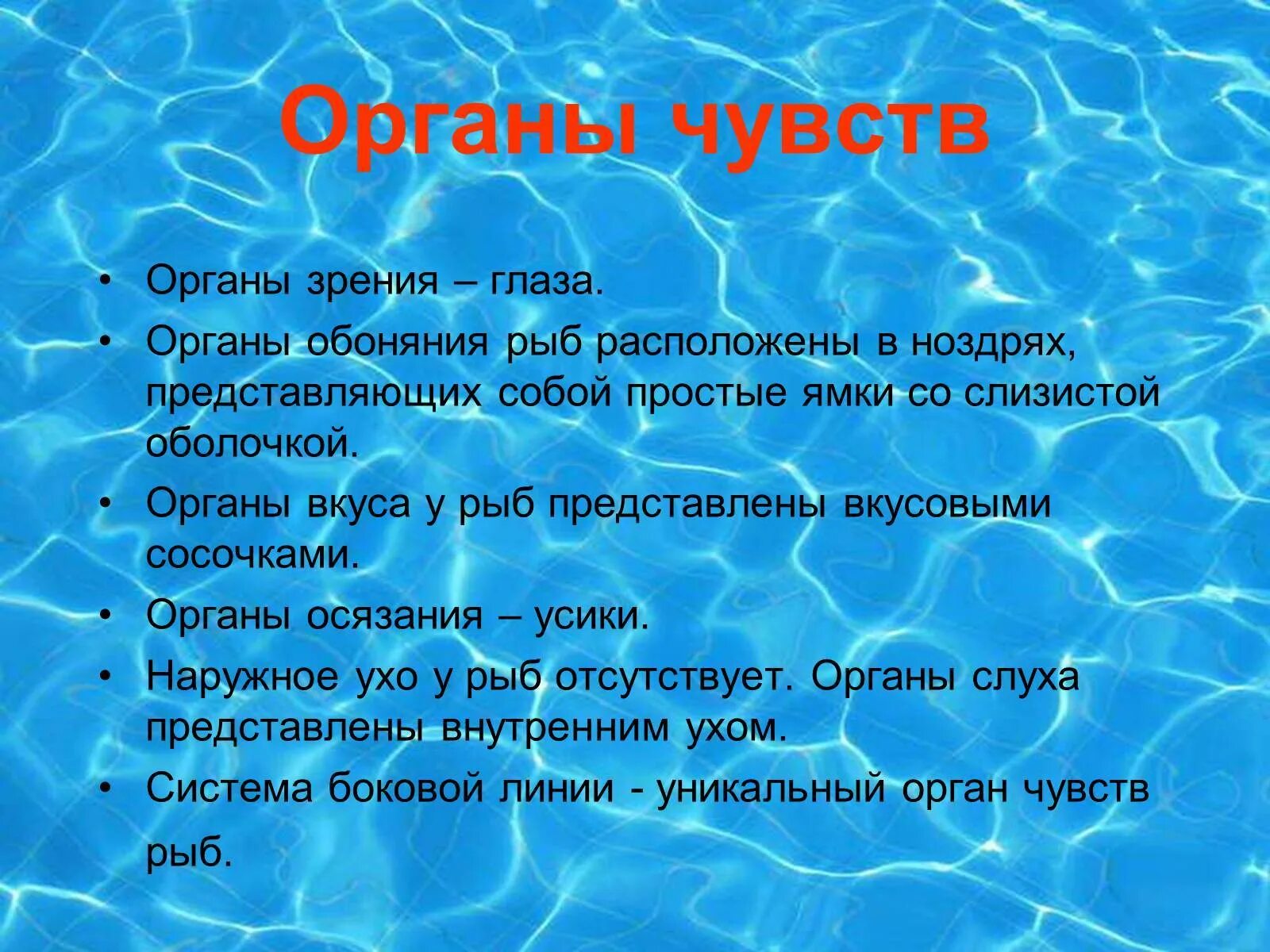 Органы чувств рыб. Органы осязания у рыб. Органы чувств система рыб. Особенности органов чувств у рыб.