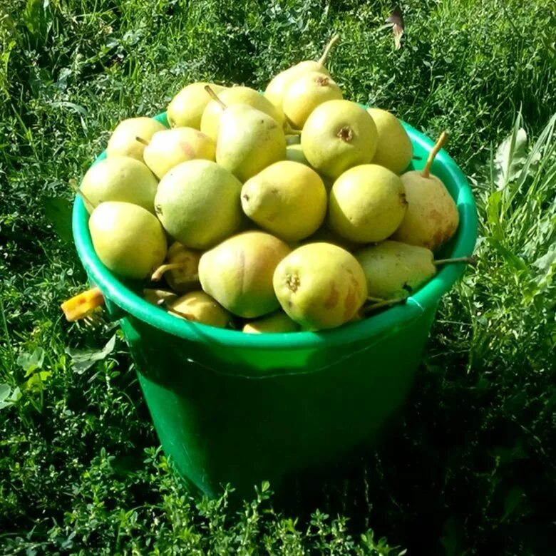 Груши в ящике. Груша ведро. Груша ведро. Груша ведро. Груша сибирская.