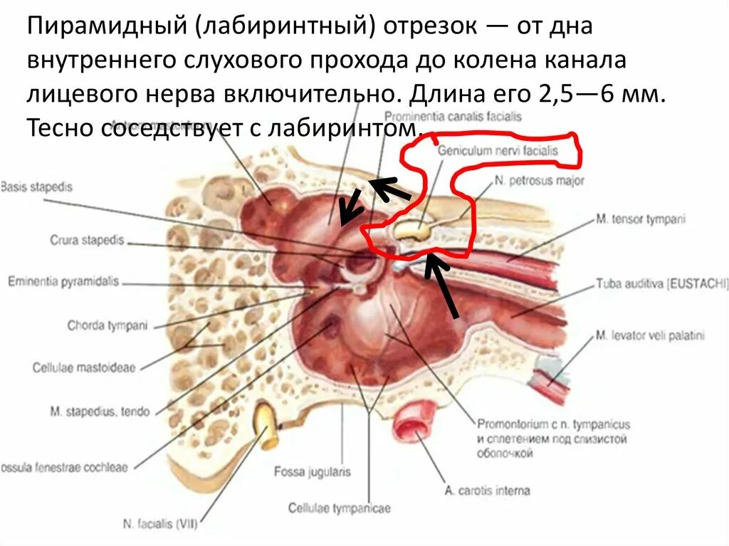 Слуховой латынь. Внутреннее слуховое отверстие анатомия. Внутренний слуховой проход анатомия. Лабиринтный отдел лицевого нерва. Внутреннее слкхоаое отверстие Анат.