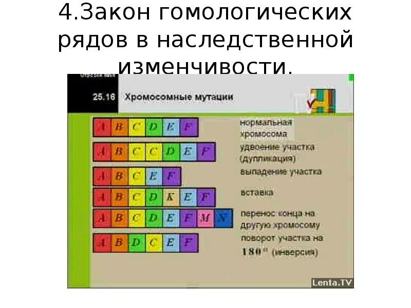 Общебиологическое значение закона гомологических рядов. Закон гомологических рядов наследственности. Закон Вавилова о гомологических рядах наследственной изменчивости. Гомологический ряд наследственной изменчивости Вавилова. Закон гомологических рядов изменчивости.