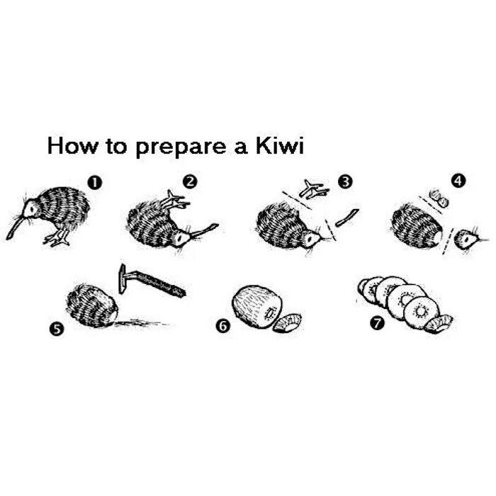 Птица киви в разрезе. Строение киви. Kiwi перевод на русский. Птица киви размер. Загадка про киви.