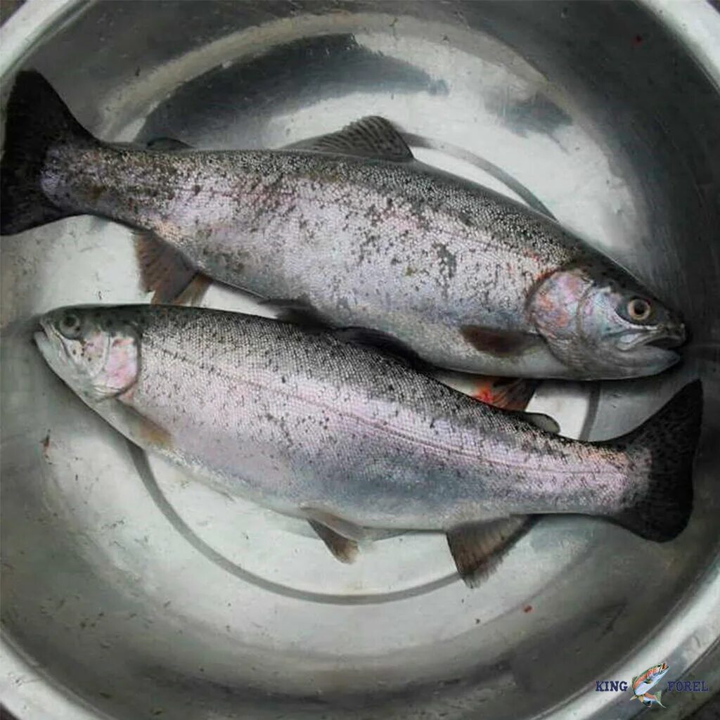 рыбное хозяйство в кыргызстане. форель из киргизии как выращивают. рыба из кыргызстана форель. форель бишкек. горная форель.