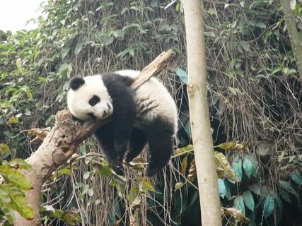 Traveling with Annie and Blue: Annie and Blue learn about pandas in.