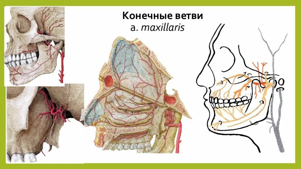 A maxillaris. A maxillaris ветви. Отделы артерии максилярис. Артерия максилярис схема.