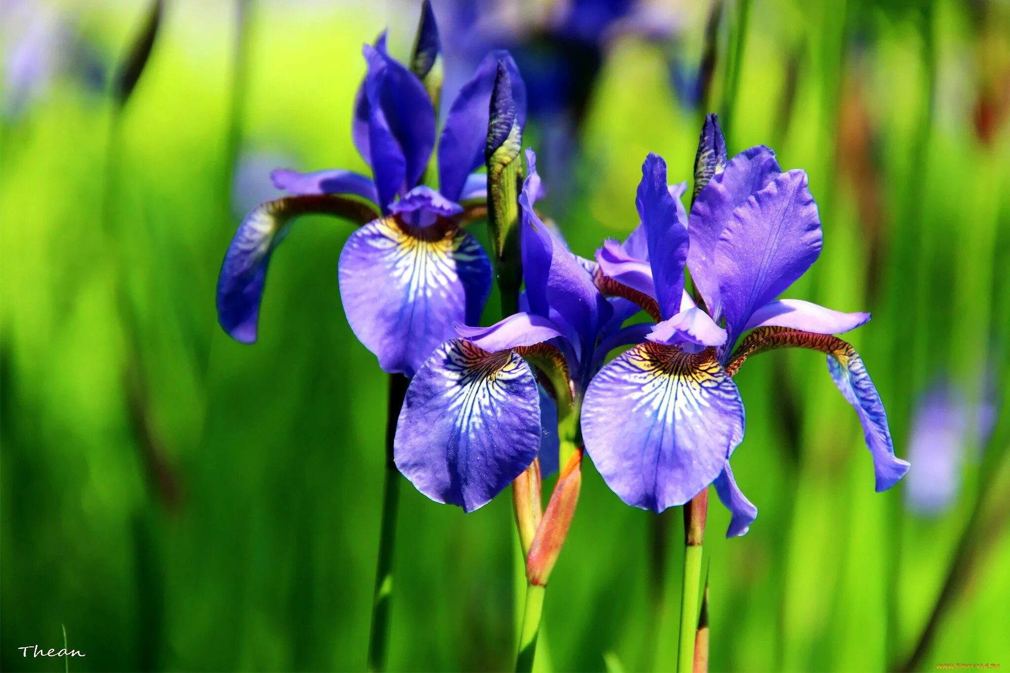 Iris des