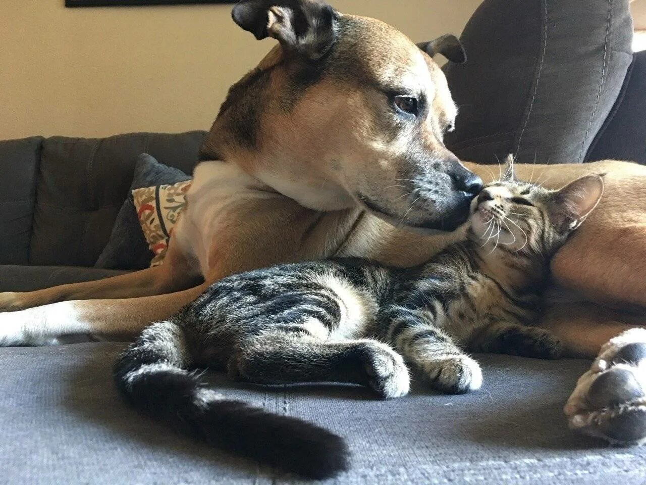 Кошки и собаки. Собака с кошкой дружат. Дружба кота и собаки. Собака обнимает кошку. Как подружить кошек между собой