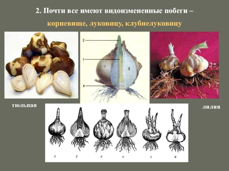 Луковица клубнелуковица лилейных. Клубнелуковица строение побег. Видоизменения побегов клубнелуковица. Корневище клубень луковица видоизмененные побеги. Чеснок видоизмененный корень