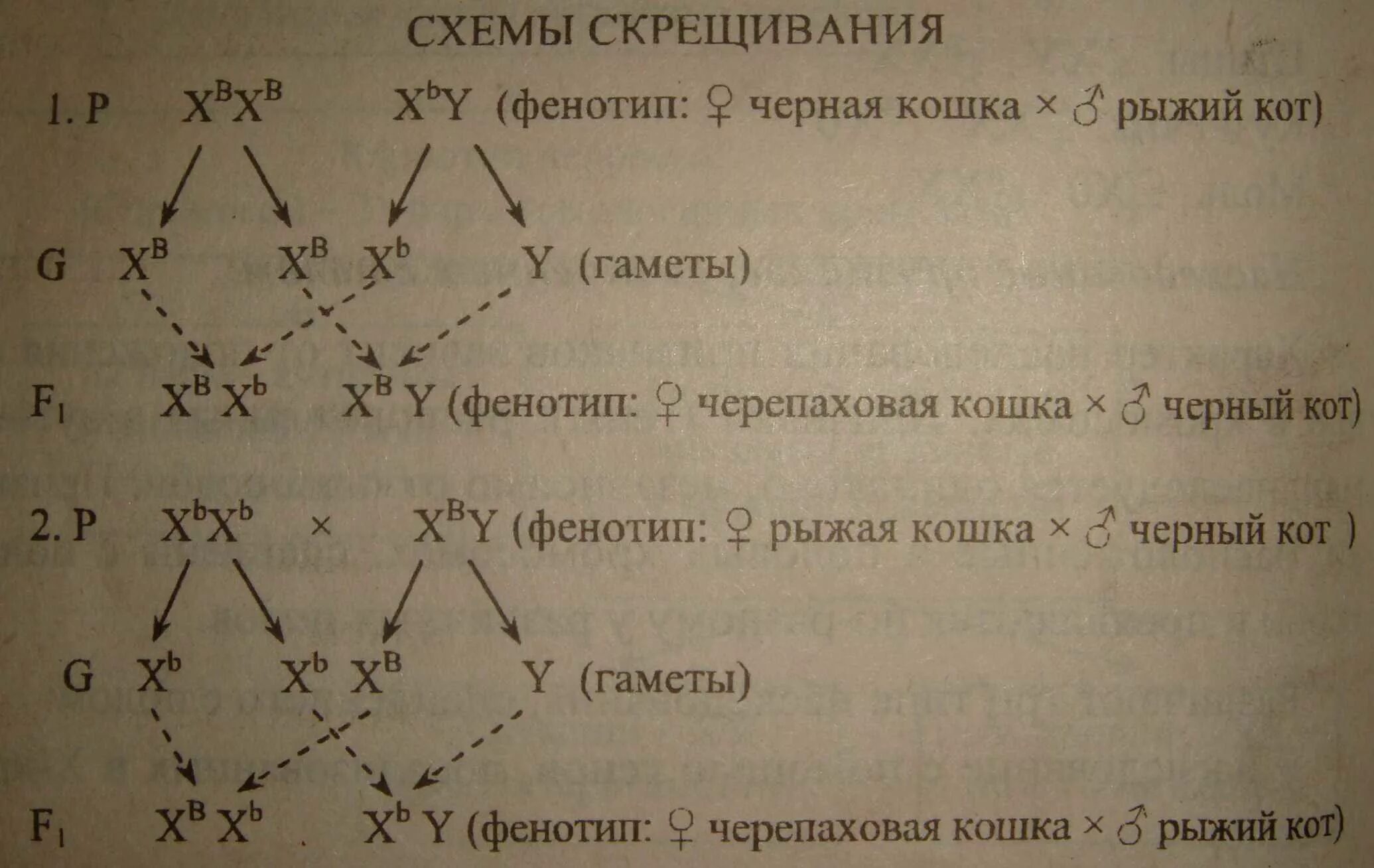 Схема скрещивания сцепленного с полом. Задачи на сцепленное с полом наследование. Схема наследование окраски у кошек. Черепаховая окраска генотип.