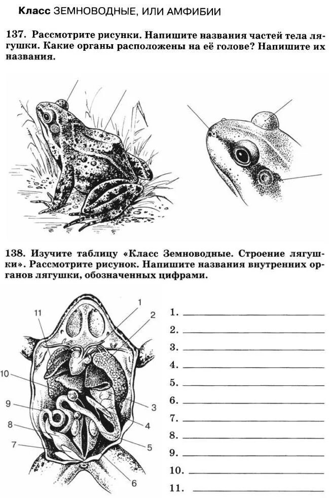 Контрольная работа по земноводным
