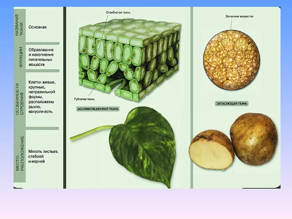 У каких растений 5 тканей. Основная ткань листа растений основная функция. Основная фотосинтезирующая ткань растений. Строение клетки основной ткани. Строение основной ткани растений.