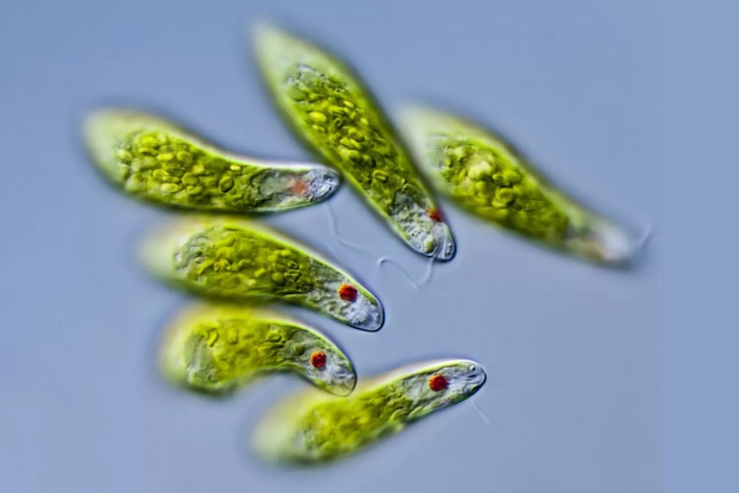 Эвглена зеленая одноклеточное. Эвгленовые (Euglena, trachelomonas),. Эвглена зеленая микроскоп. Эвглена зеленая водоросль.