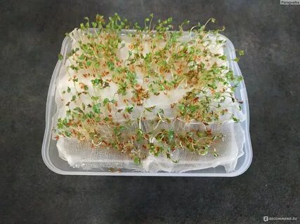 Сколько растет салат