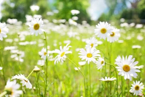 White daisies on sunny meadow image.