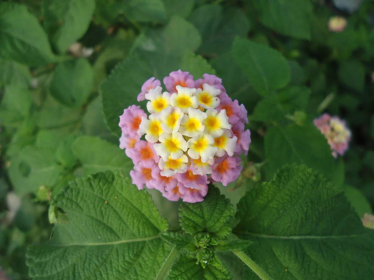 Лантана ампельная. Лантана монтевидейская. Лантана текст. Лантана растение. Лантана монтевидейская или селовиана.