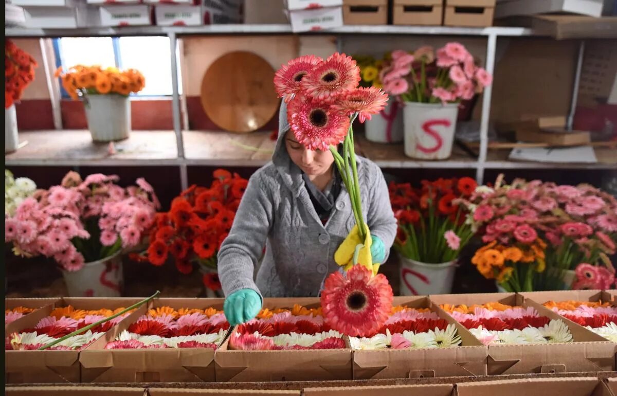 Эквадор экспорт. Цветы на экспорт Эквадор. Эквадор экспортирует цветы. Siyane Flowers Турция. INA geja Flower Turkish.