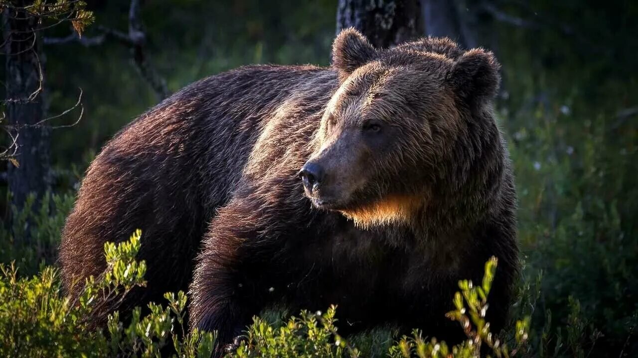 Бурый медведь кадьяк. Северная америка медведь гризли. Бурый медведь сбоку. Апеннинский бурый медведь. Бурый в п.