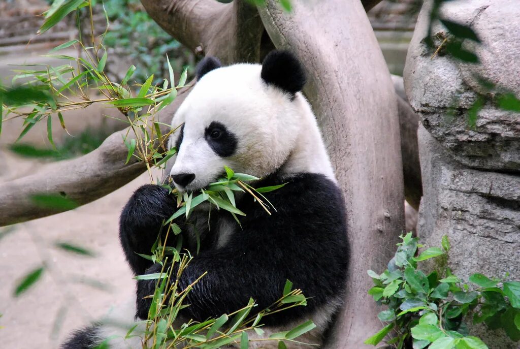 Большая панда что едят. Панда на бамбуке. Панда ест бамбук. Большая Панда. Большая Панда с бамбуком.