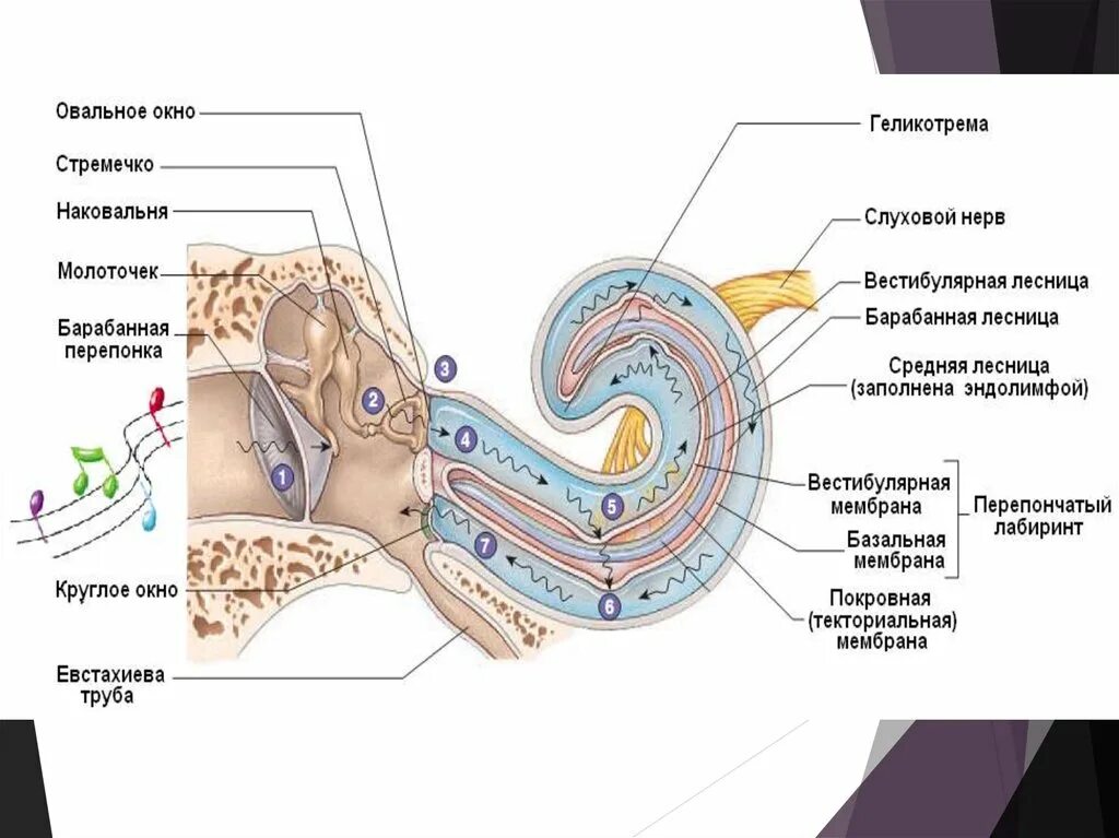 Строение среднего уха овальное окно. Строение внутреннего уха геликотрема. Строение перепонки овального окна. Овальное окно в ухе строение.