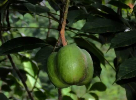 Rubber fruit