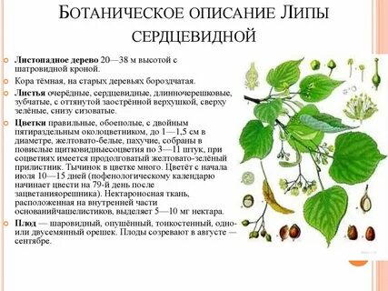 Лист липы описание