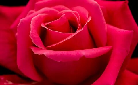 Pink rose red