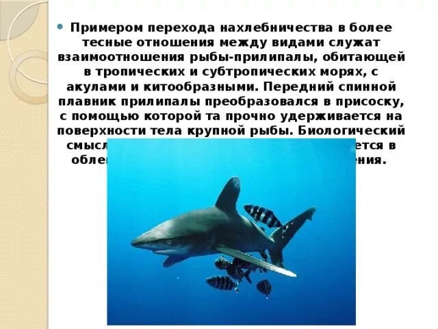 Акулы и рыбы тип взаимоотношений. Акула и рыба прилипала тип взаимоотношений нахлебничество. рыбы прилипалы тип взаимоотношений. тип отношений между акулой и рыбой прилипалой.