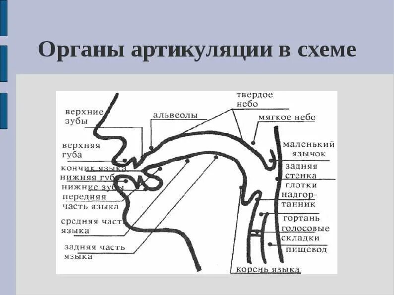 Артикуляция аппараты. Изобразите профиль органов артикуляционного аппарата.. Профиль органов артикуляции схема. Речевой профиль артикуляционного аппарата. Артикуляционный аппарат строение рисунок.