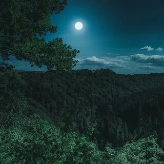 Туманы луна поляны она