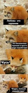 Включи про лисичек